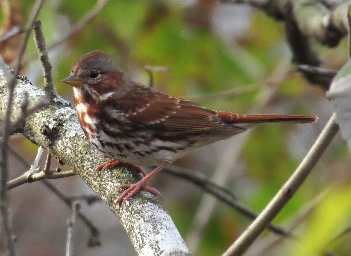 Passerella variabile - ML645214372