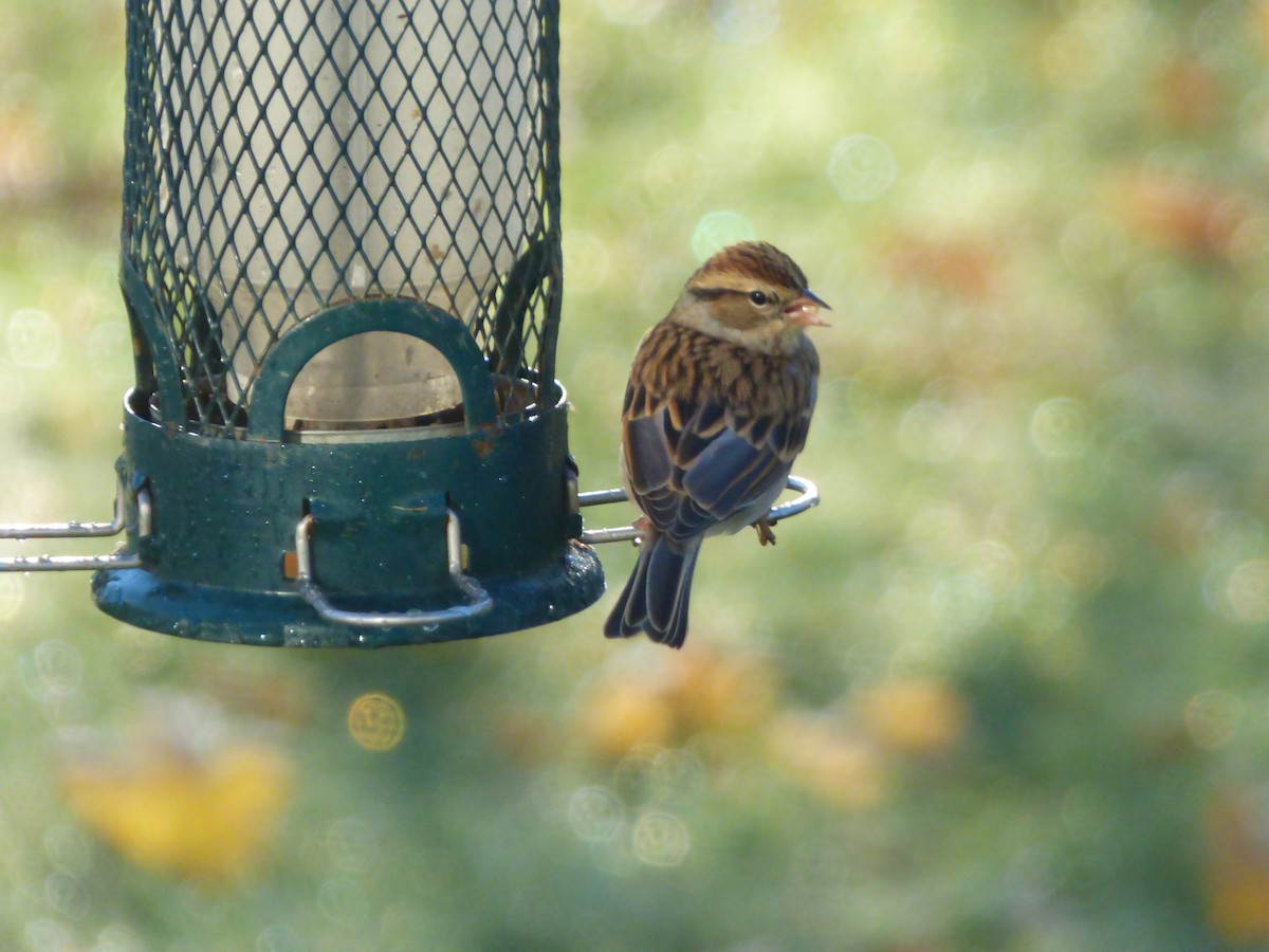Chipping Sparrow - ML645214374