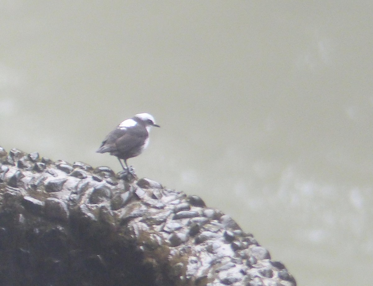 White-capped Dipper - ML645214375