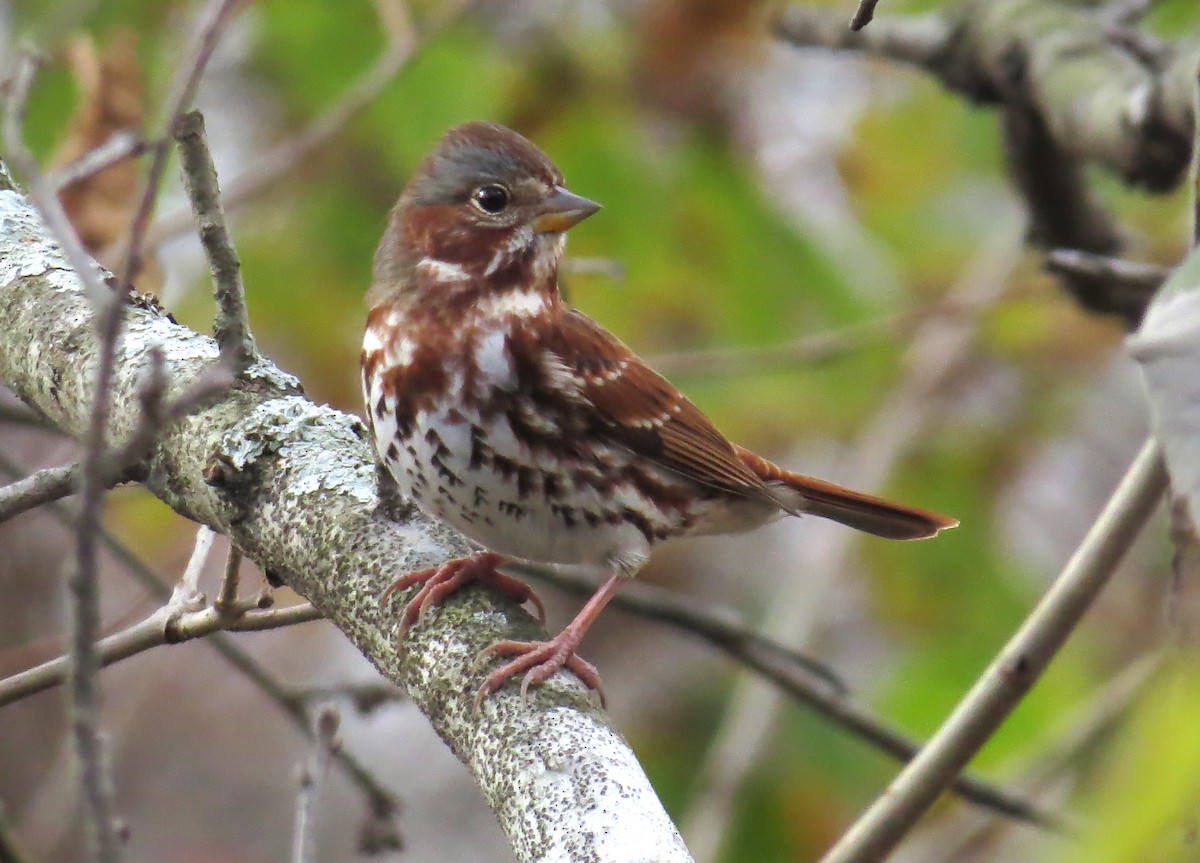 Passerella variabile - ML645214379