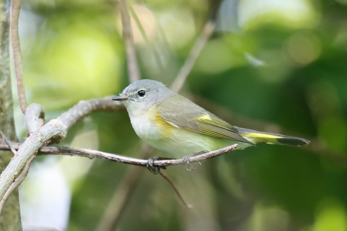 American Redstart - ML645214381