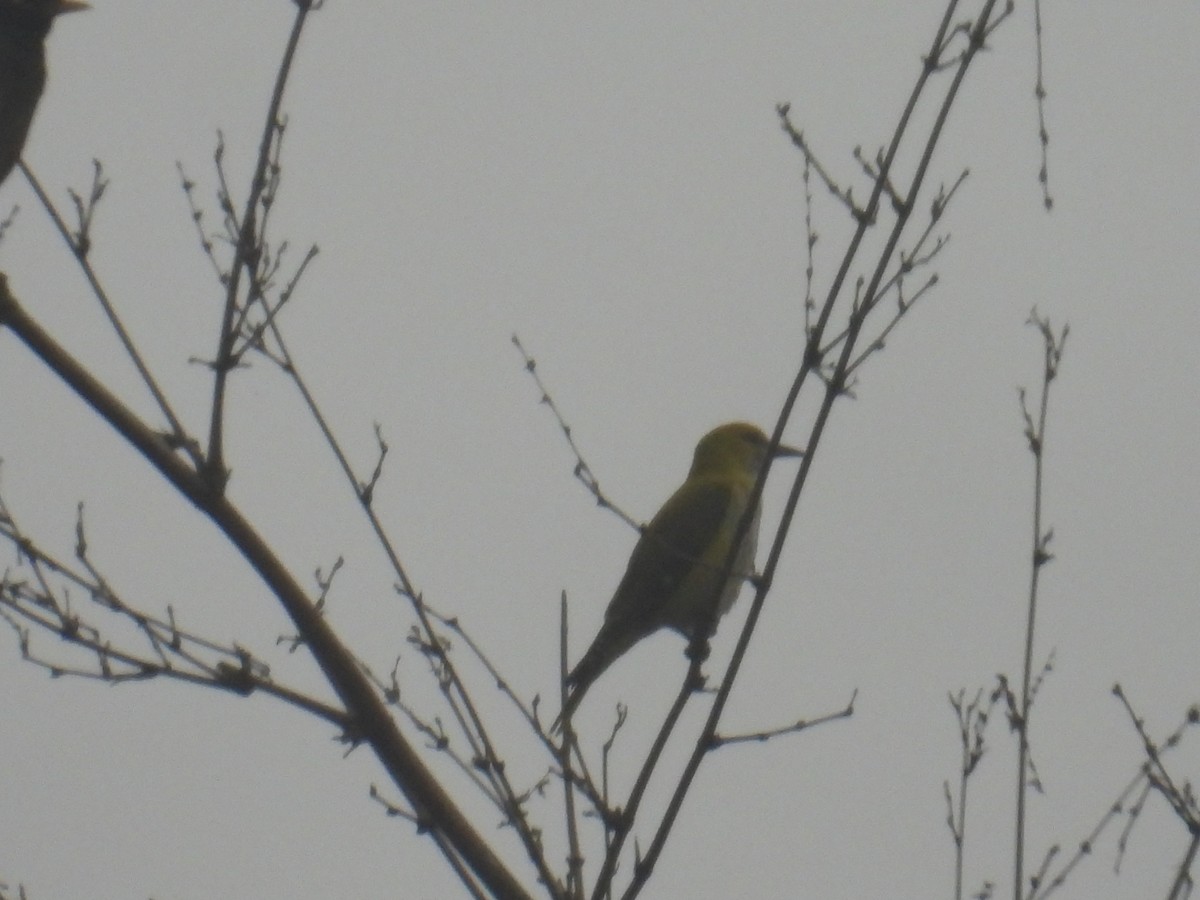 Indian Golden Oriole - ML645214382