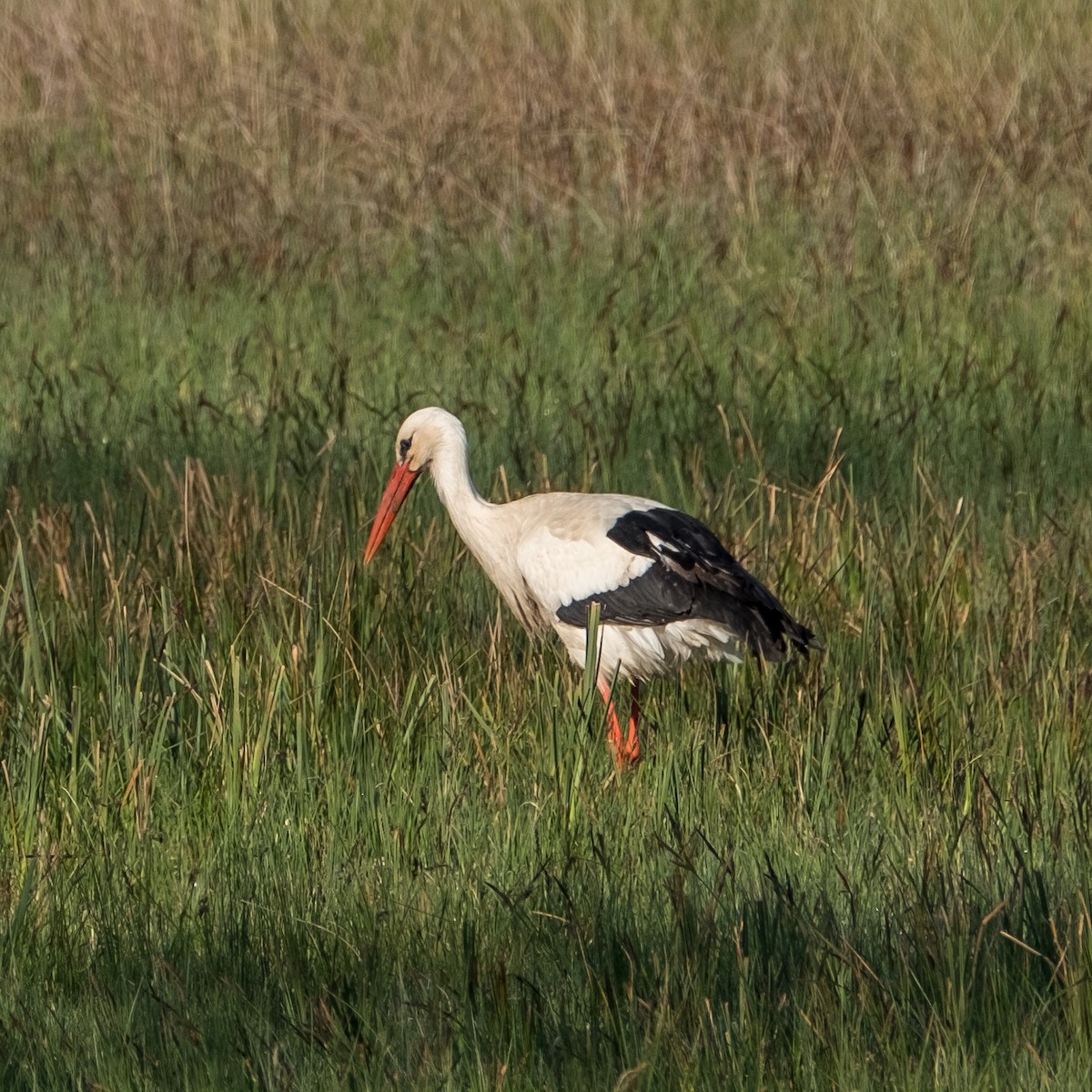 White Stork - ML645214383