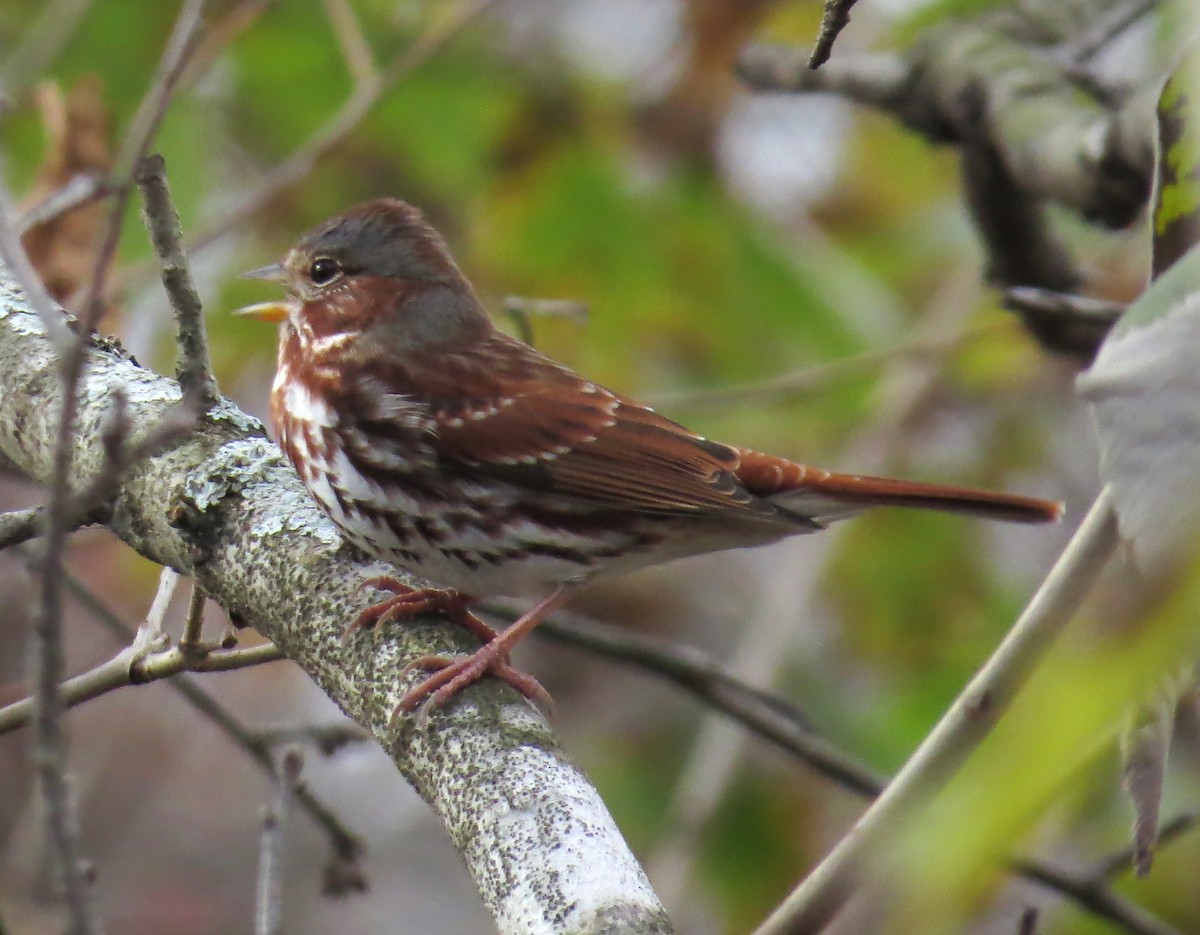 Passerella variabile - ML645214387