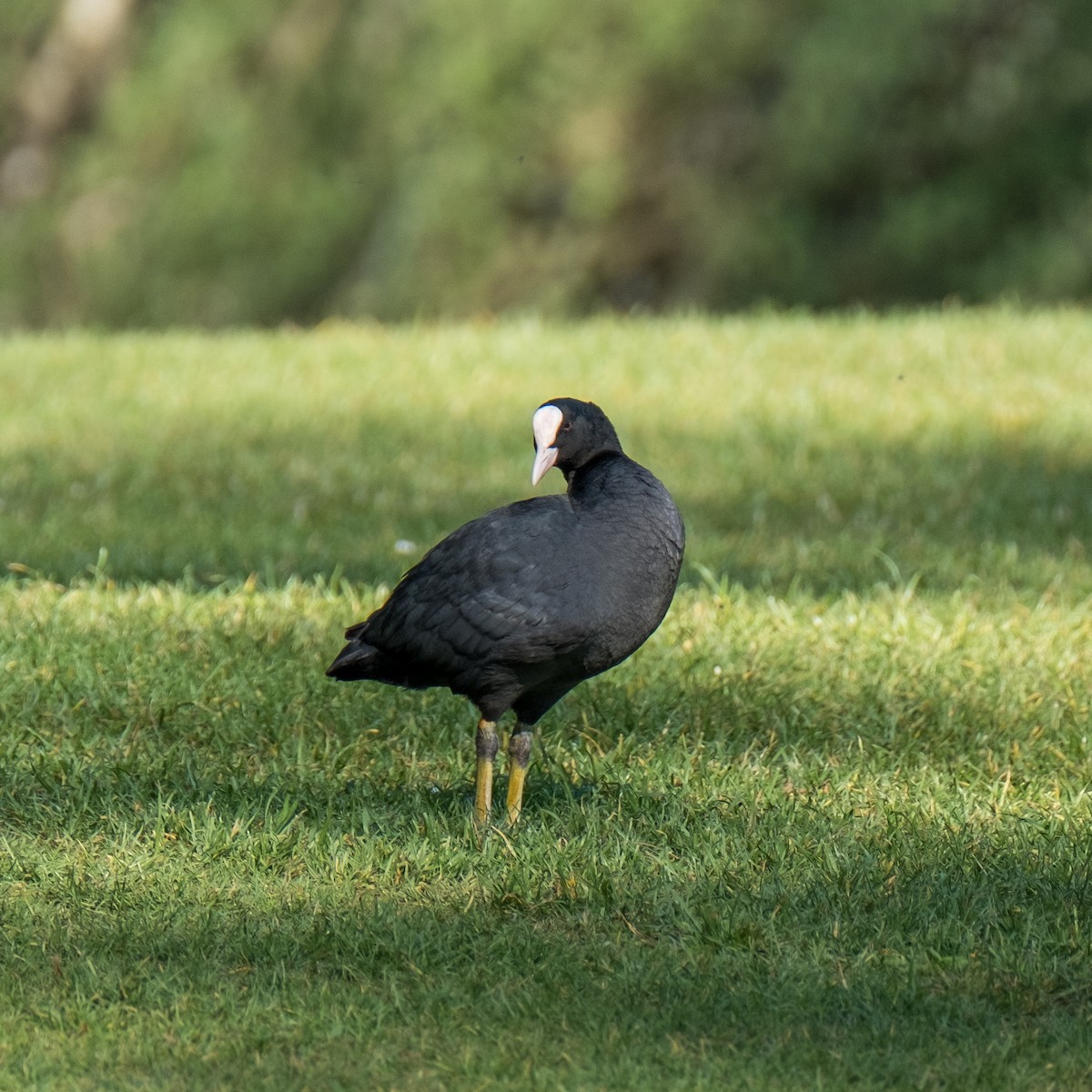 Eurasian Coot - ML645214393
