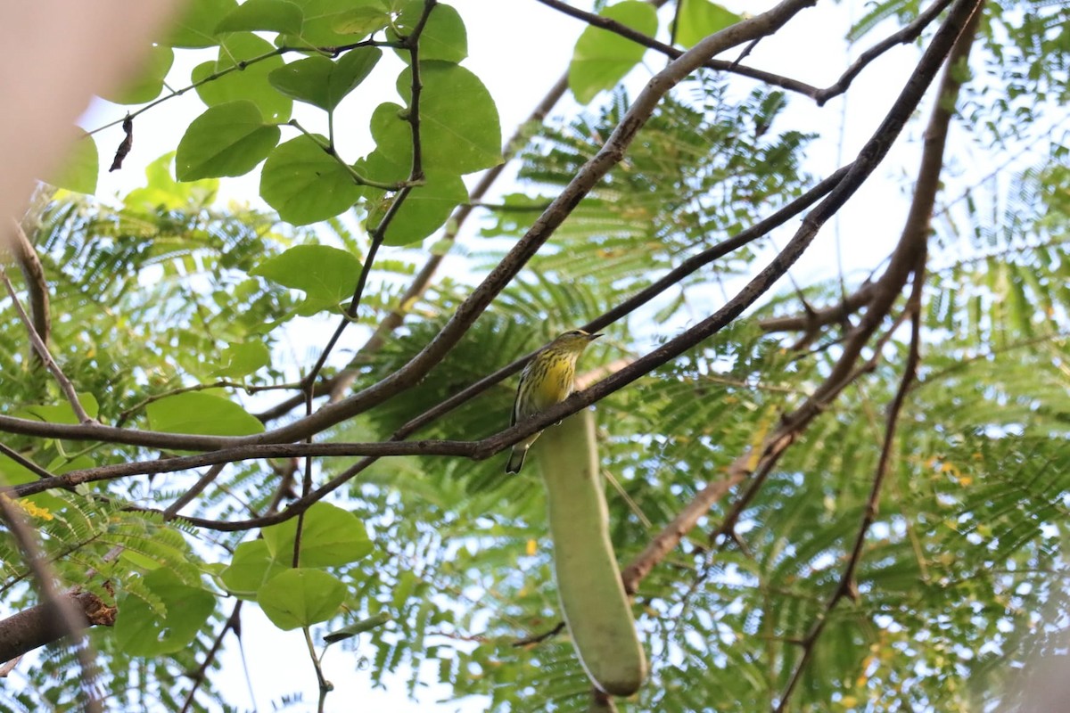 Cape May Warbler - ML645214394
