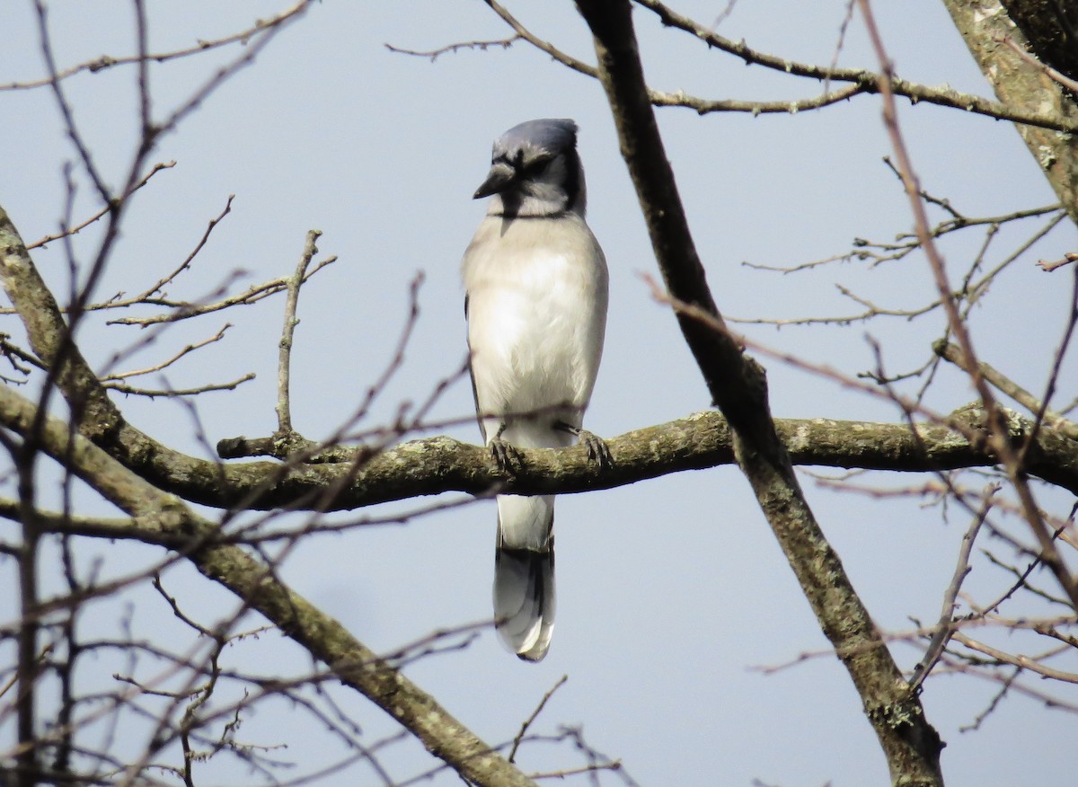 Blue Jay - ML645214397