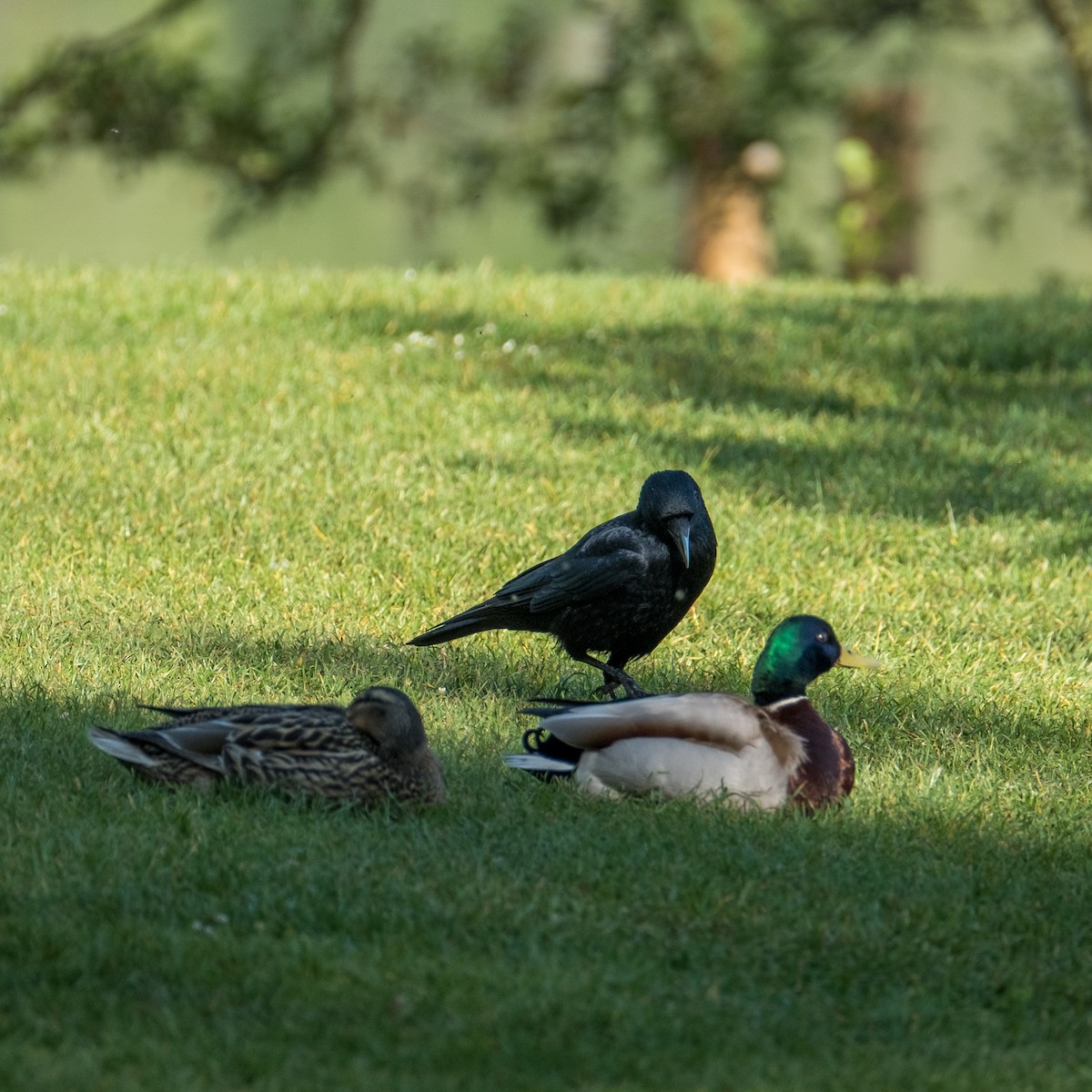 Mallard - ML645214402