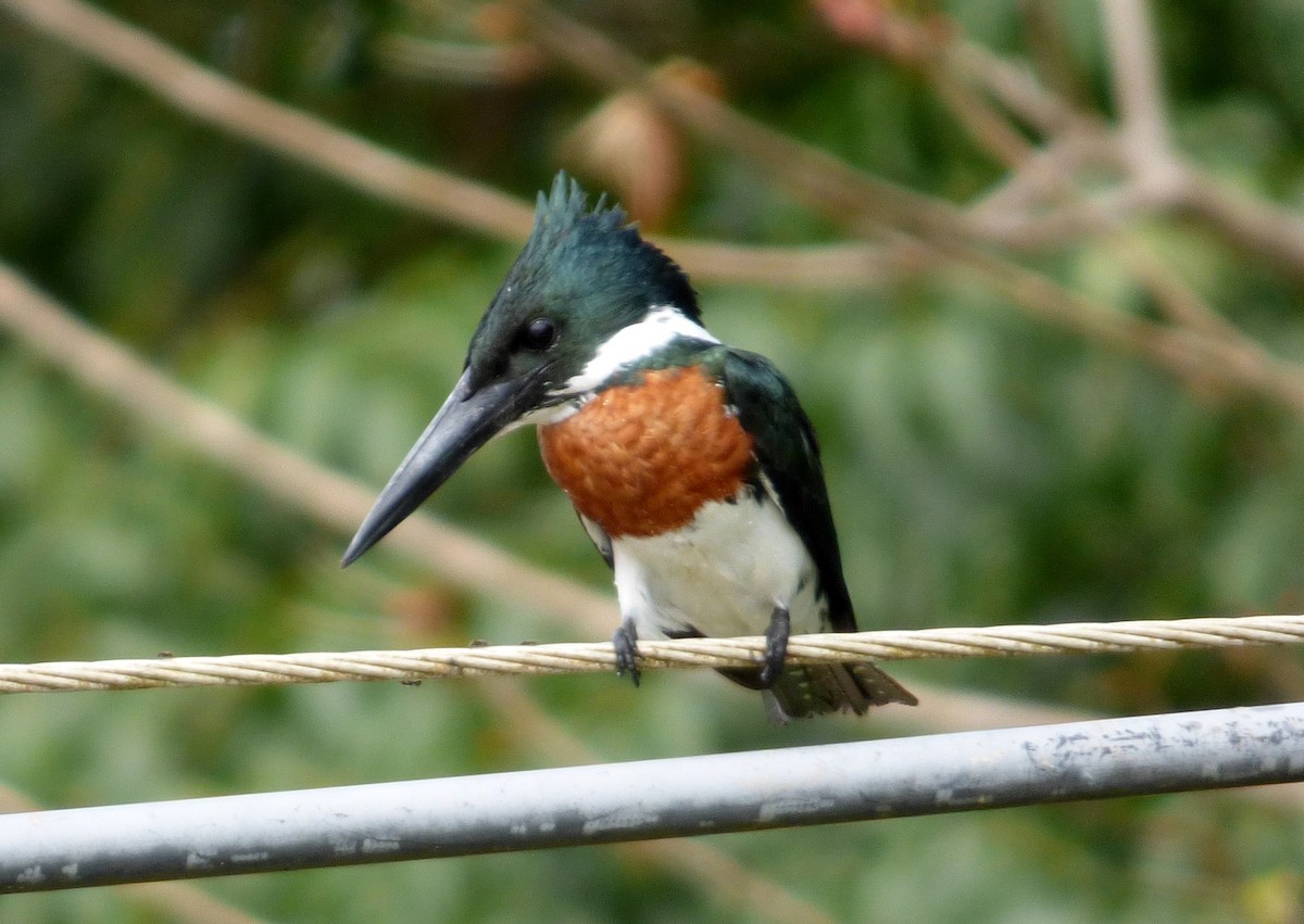 Amazon Kingfisher - ML645214407