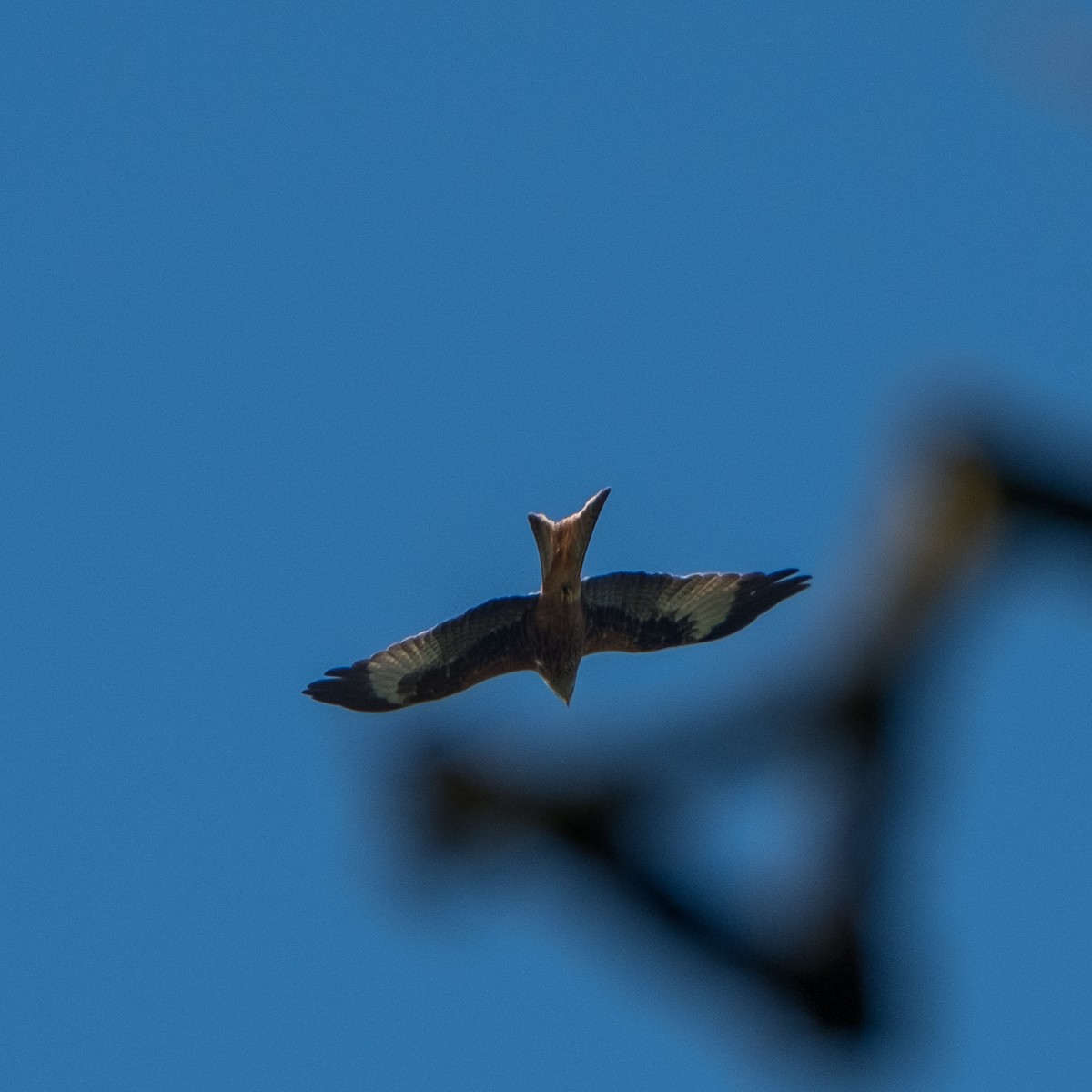 Red Kite - ML645214409