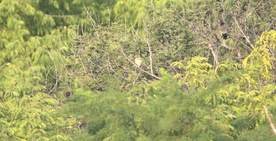 ורדית אירופית - ML645214411