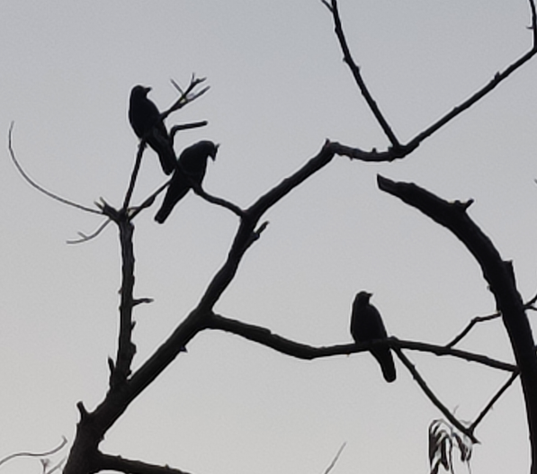 Large-billed Crow - ML645214419