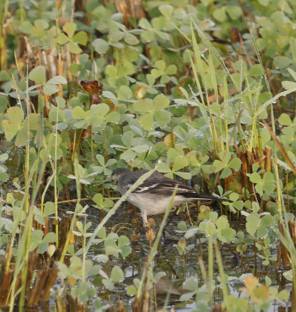 נחליאלי לימוני - ML645214424