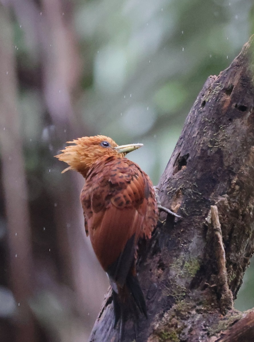 Каштановый дятел-гренадер - ML645214429