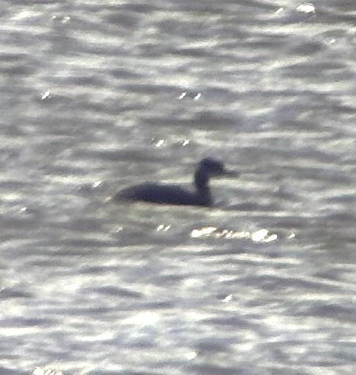 Пірникоза сірощока - ML645214451