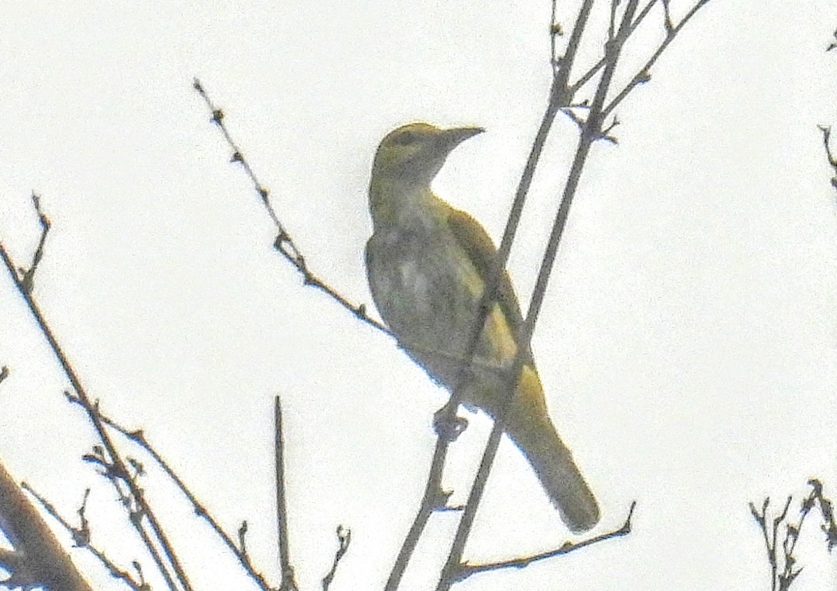 Indian Golden Oriole - ML645214469
