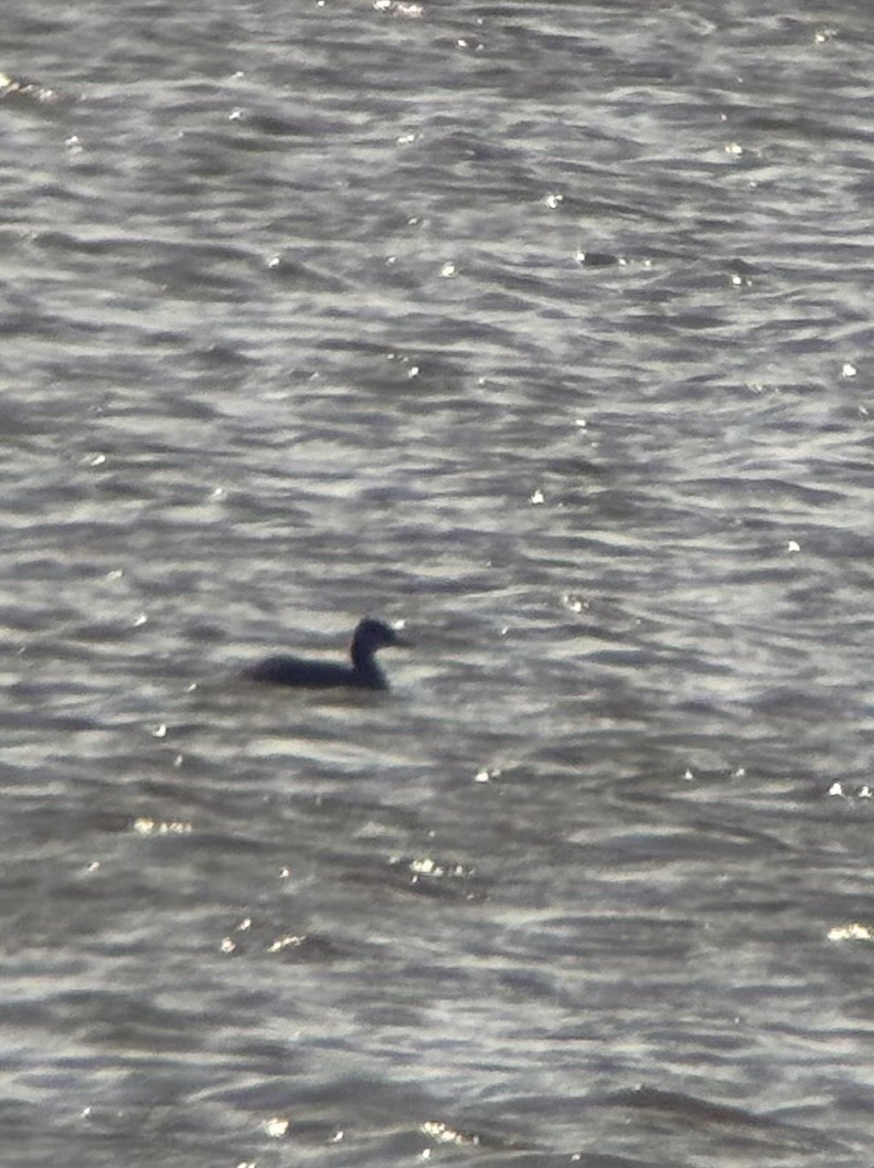 Пірникоза сірощока - ML645214472