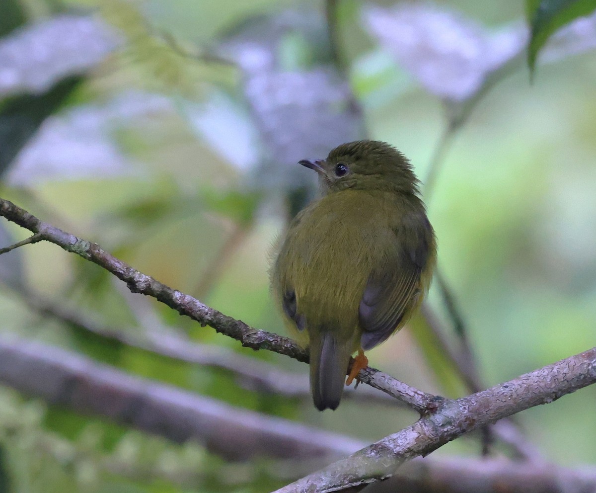 White-collared Manakin - ML645214473
