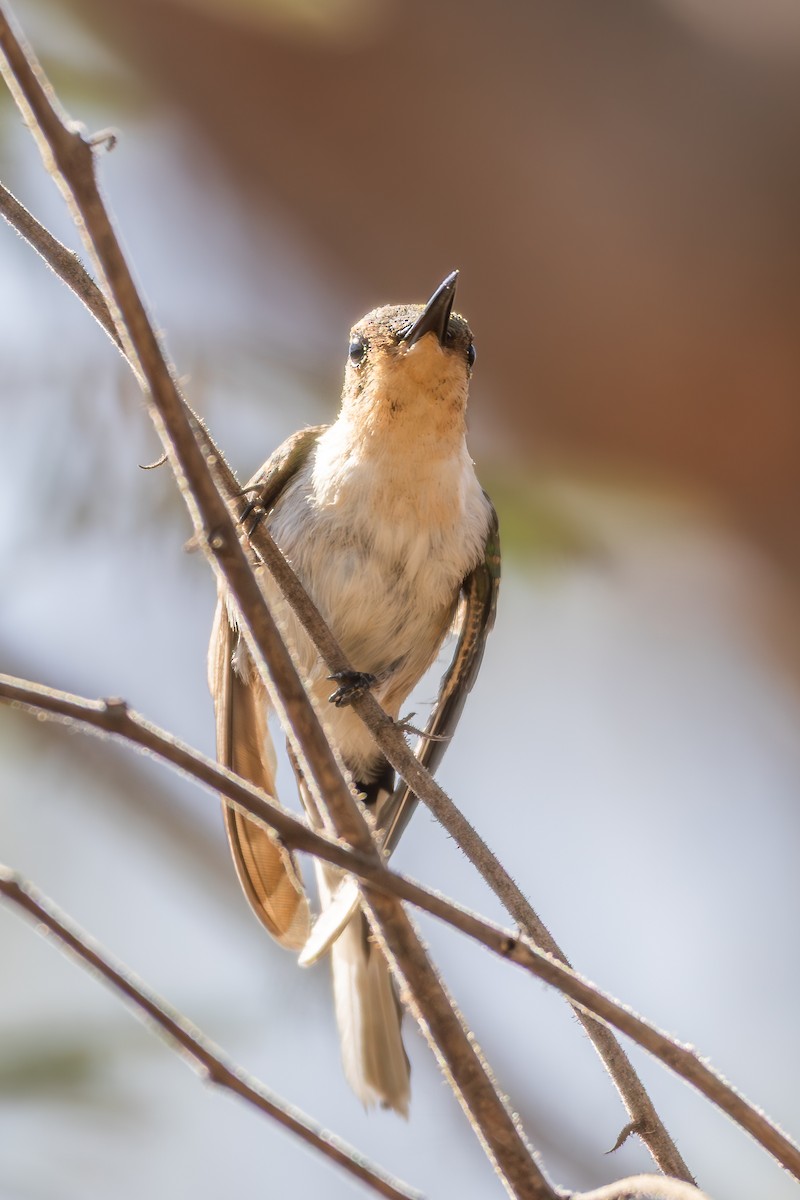 Horned Sungem - ML645214478