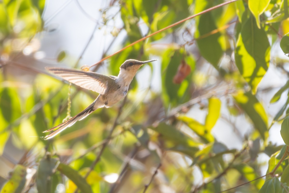 Horned Sungem - ML645214479