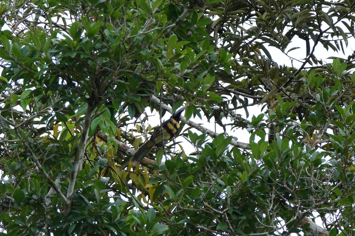 Many-banded Aracari - ML645214490