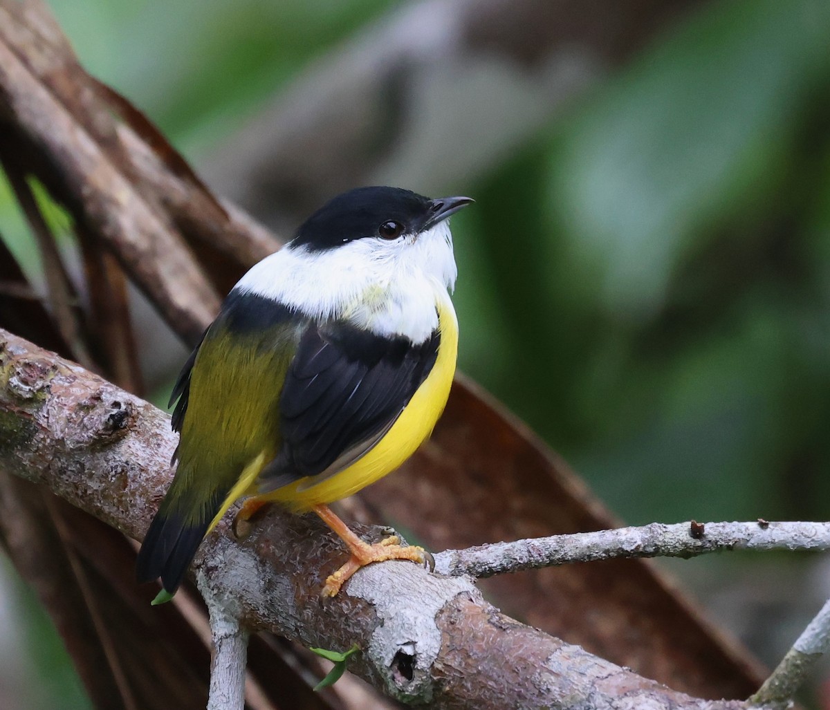 White-collared Manakin - ML645214492