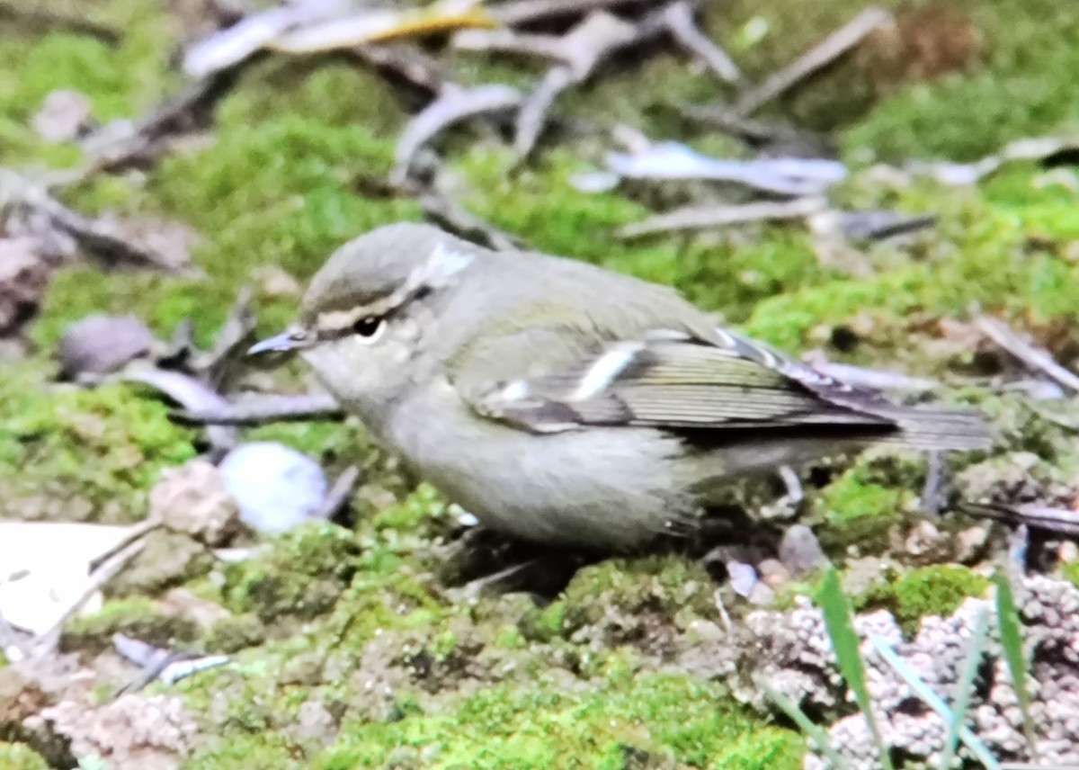 Hume's Warbler - ML645214495