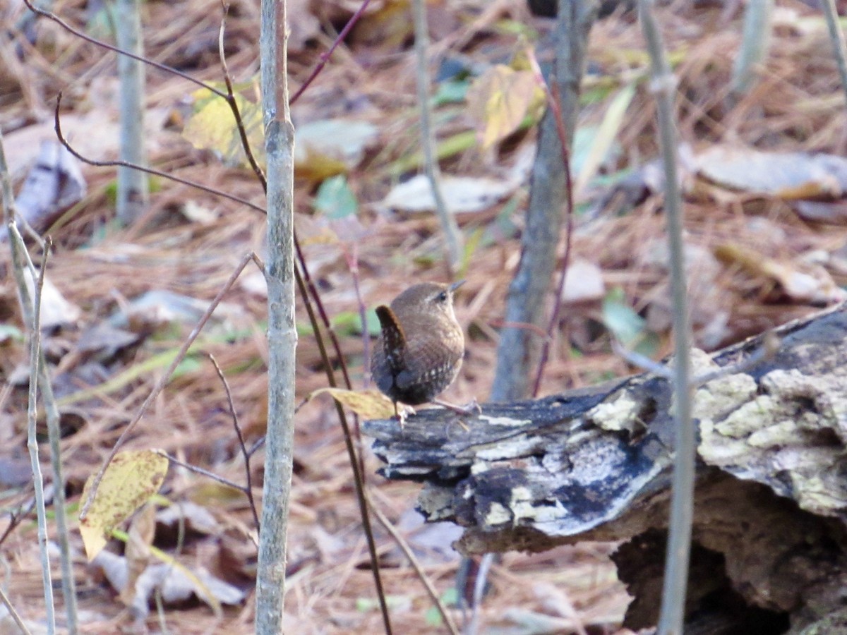 Winter Wren - ML645214505