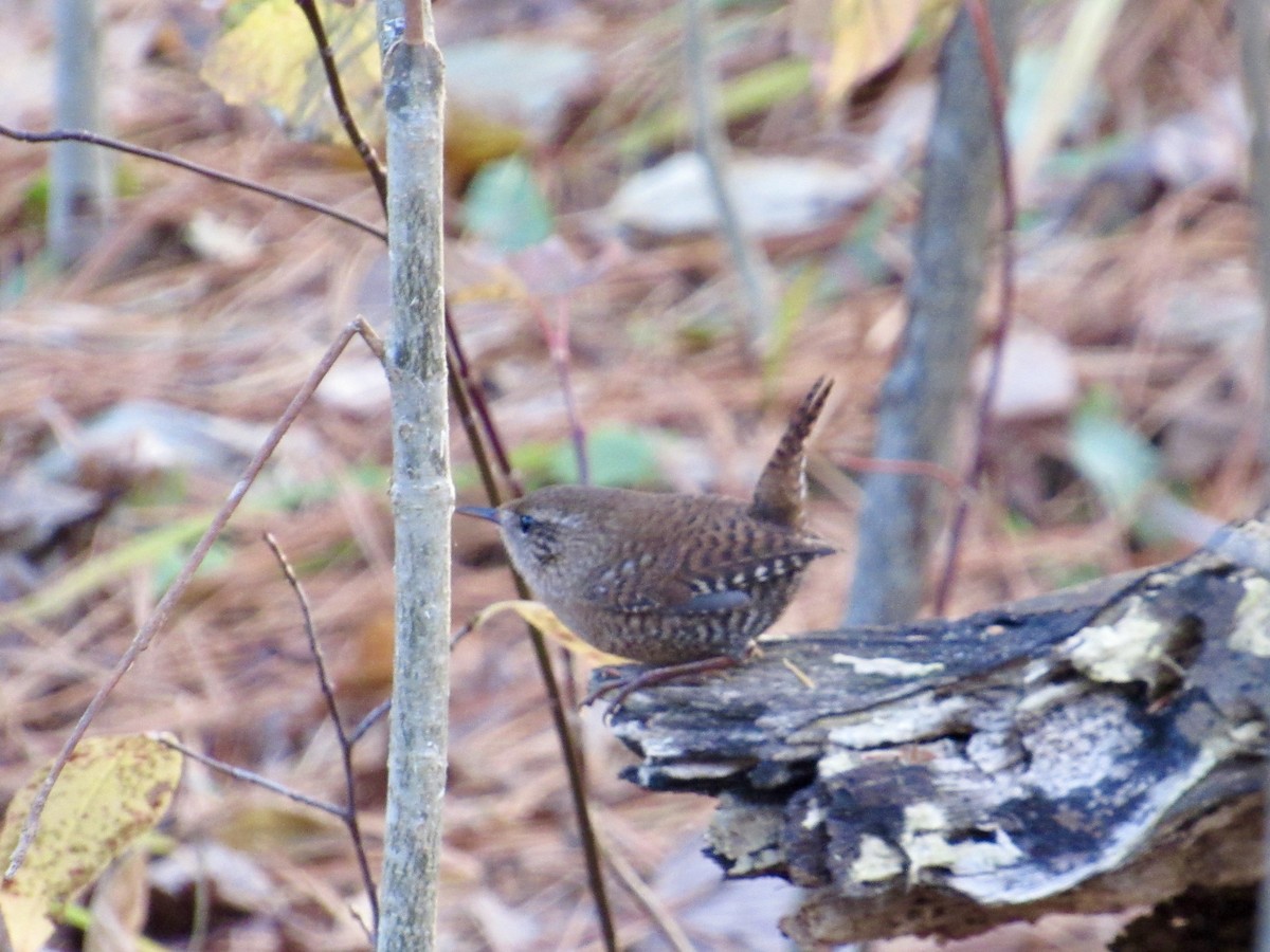 Winter Wren - ML645214506