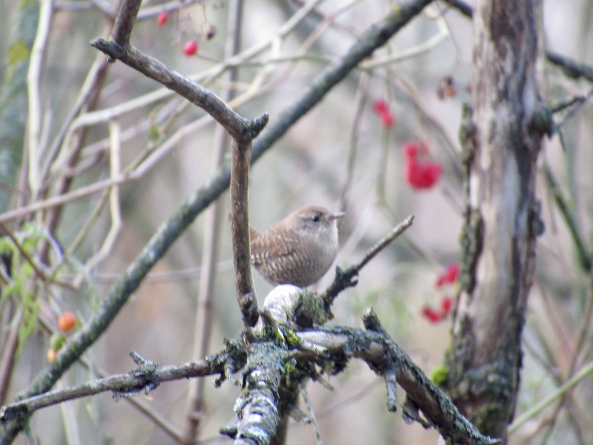 Winter Wren - ML645214507