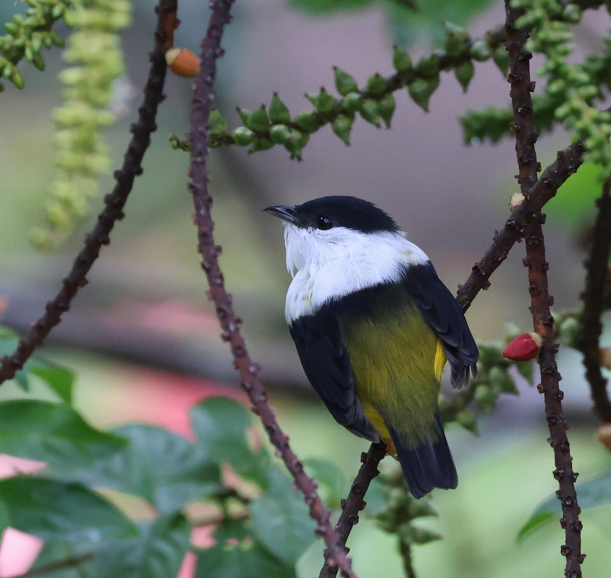 White-collared Manakin - ML645214511
