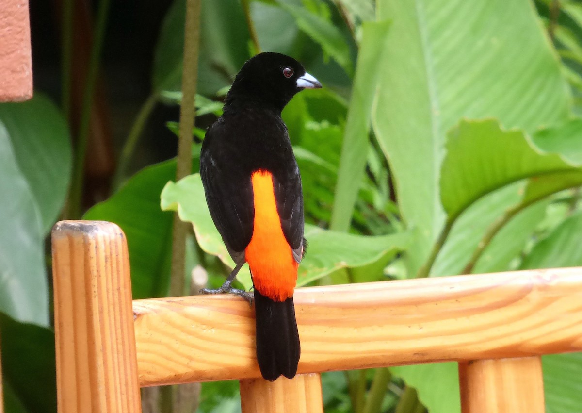 Scarlet-rumped Tanager - ML645214536