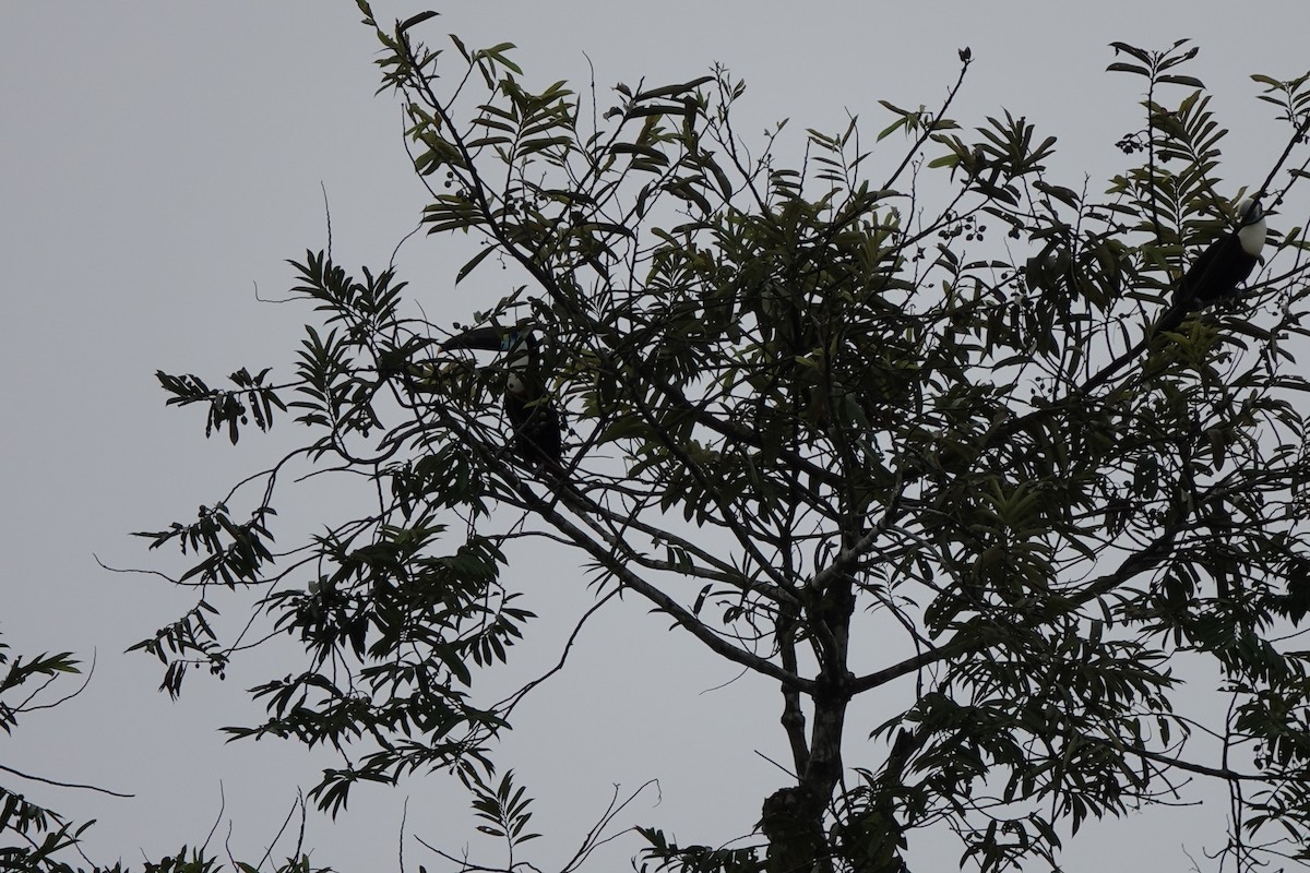 White-throated Toucan - ML645214539