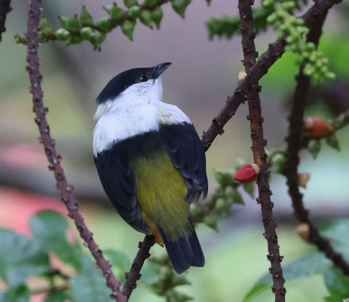 White-collared Manakin - ML645214540