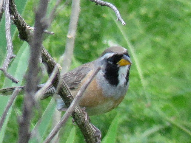 Golden-billed Saltator - ML645214550