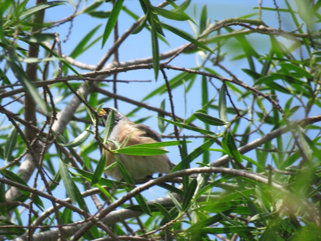 Golden-billed Saltator - ML645214551