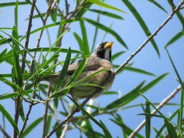 Golden-billed Saltator - ML645214552
