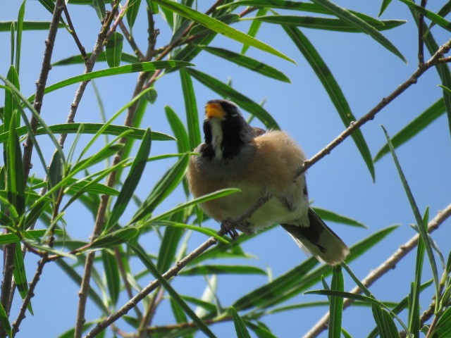 Golden-billed Saltator - ML645214553