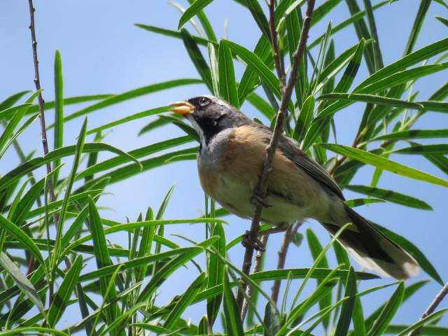 Golden-billed Saltator - ML645214556