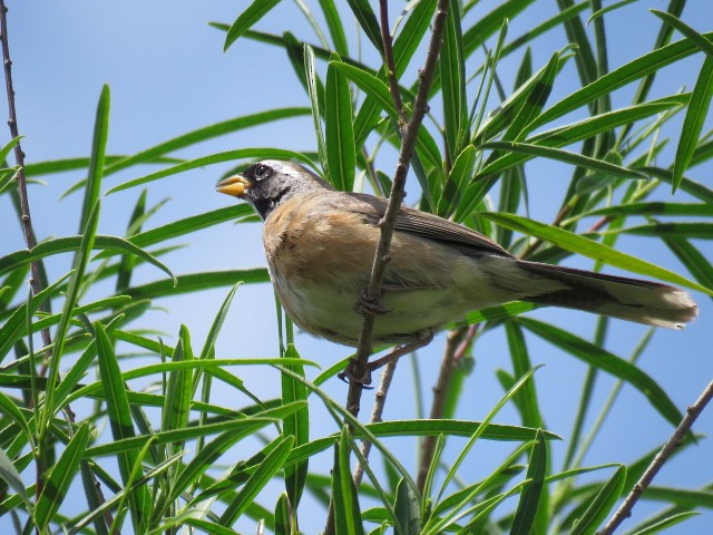 Golden-billed Saltator - ML645214558