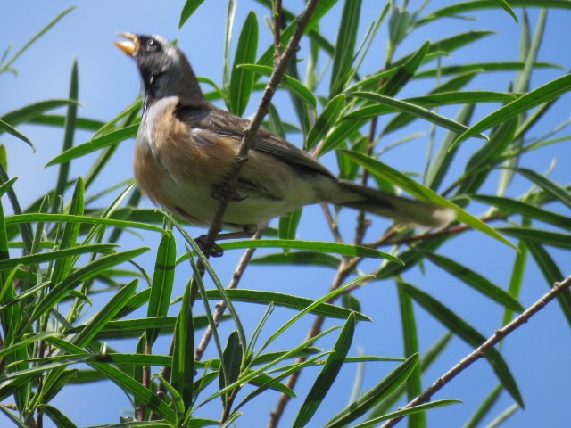 Golden-billed Saltator - ML645214559