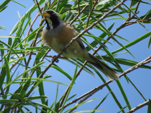 Golden-billed Saltator - ML645214561