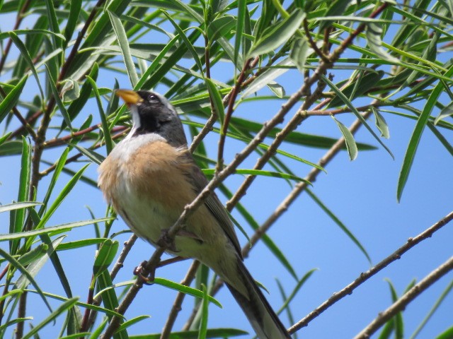 Golden-billed Saltator - ML645214562