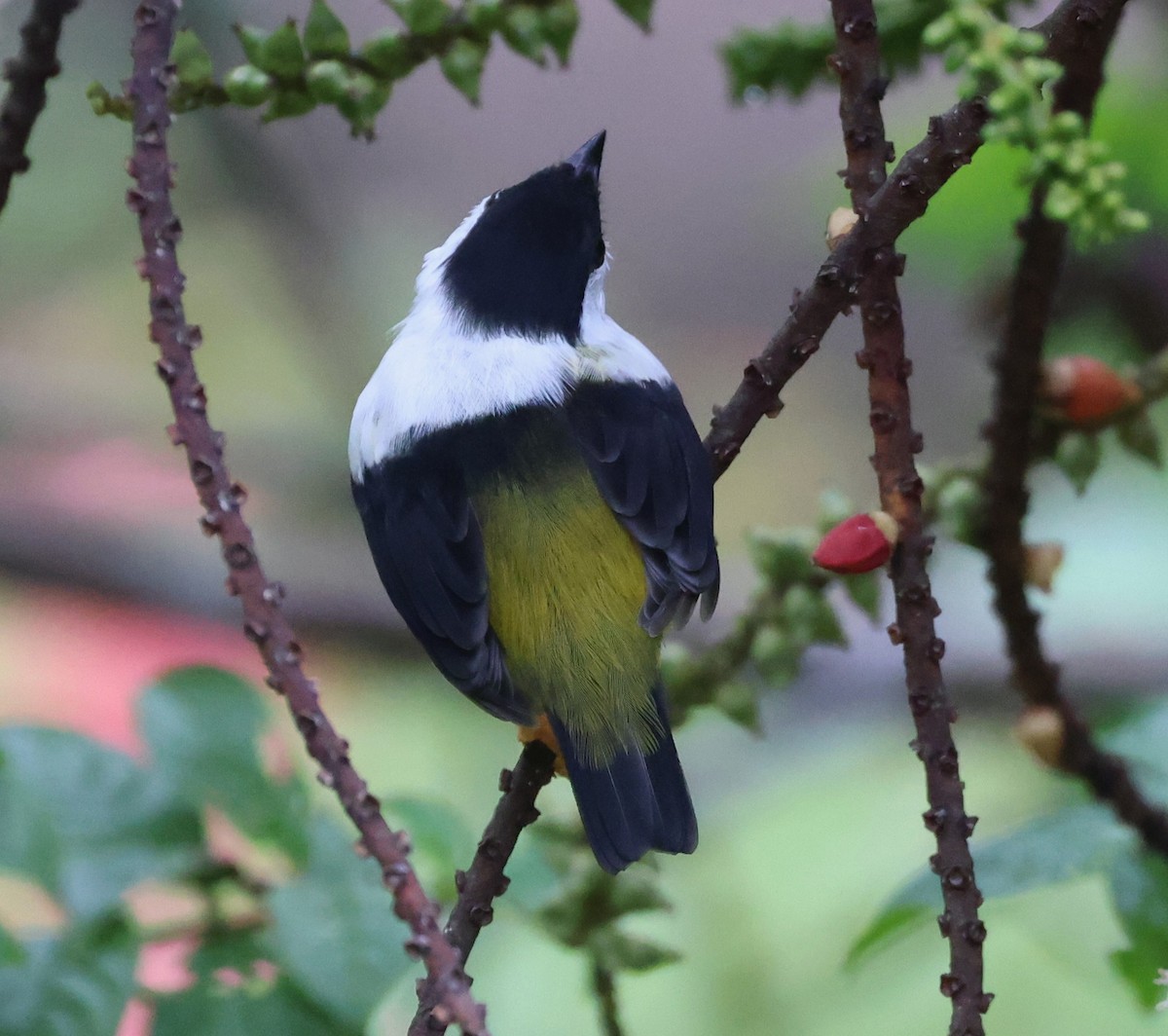 White-collared Manakin - ML645214567