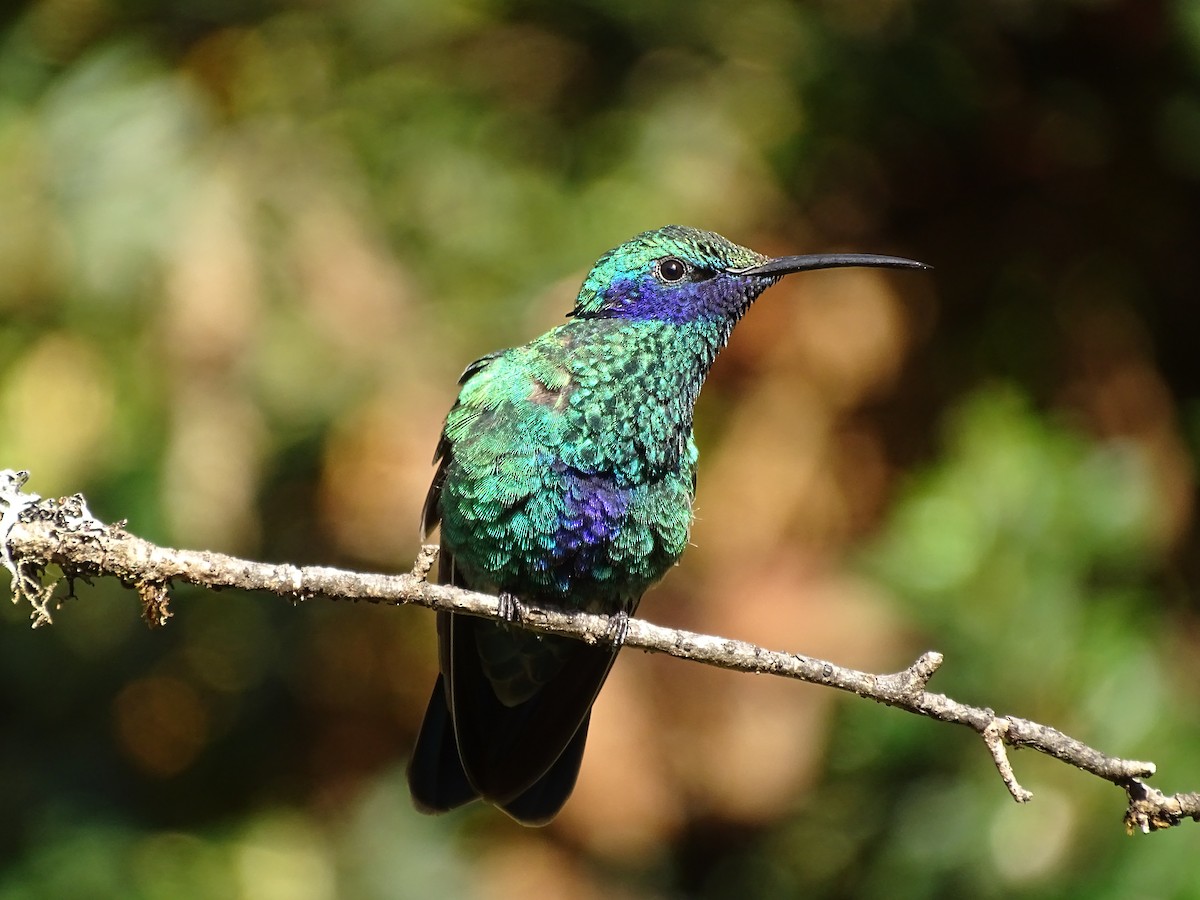 Колібрі синьочеревий - ML645214570