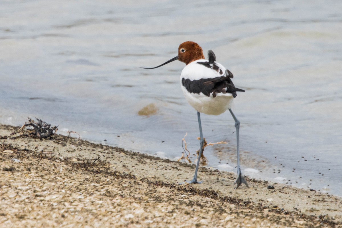 brunhodeavosett - ML645214583