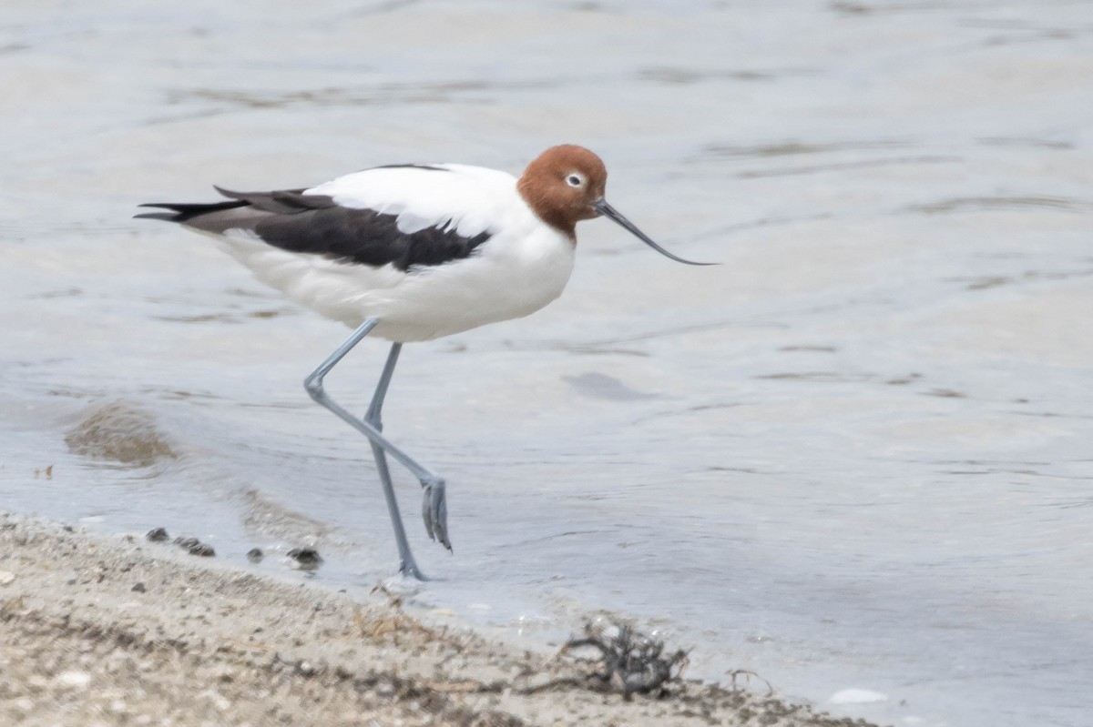 brunhodeavosett - ML645214584