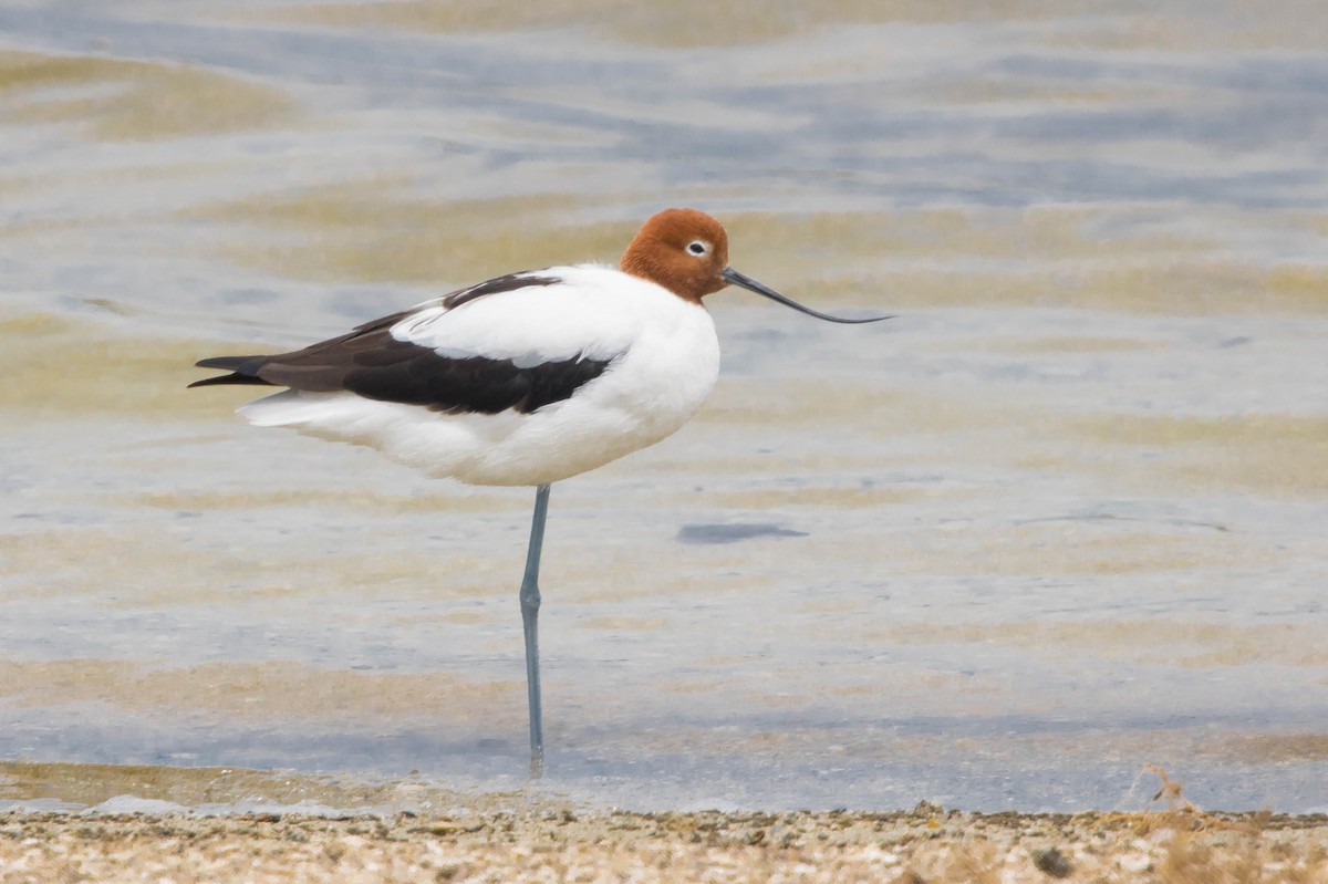 brunhodeavosett - ML645214585