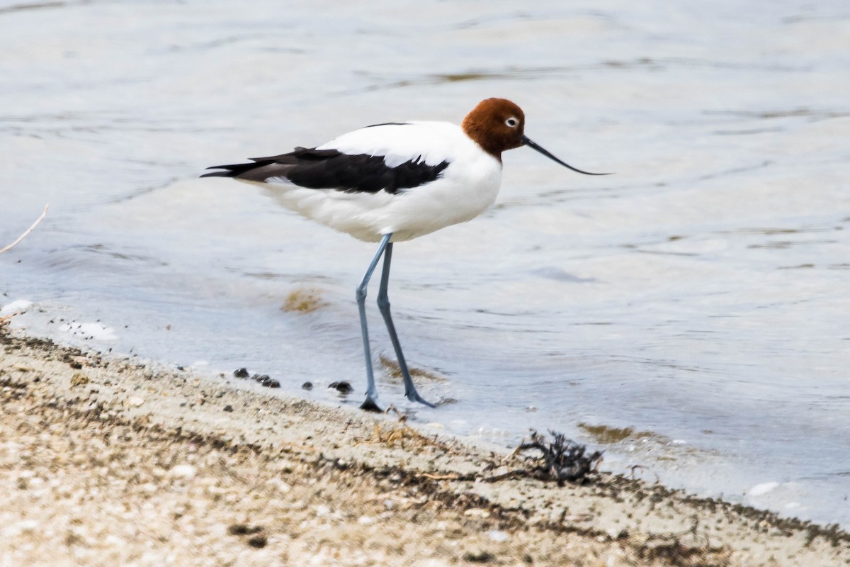 brunhodeavosett - ML645214586