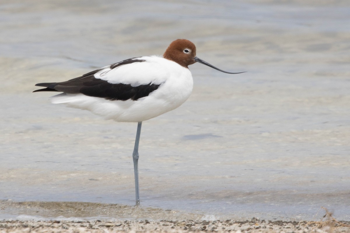 brunhodeavosett - ML645214587